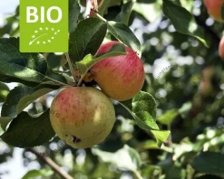 Malus domestica 'James Grieve' - BIO laagstam