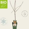 Malus domestica 'Jonagold' - BIO mini