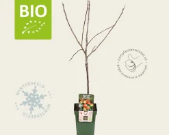 Malus domestica 'Jonagold' - BIO mini