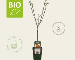 Malus domestica 'Jonagold' - BIO mini
