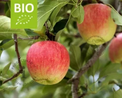 Malus domestica 'Jonagold' - BIO mini