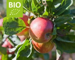 Malus domestica 'Jonagold' - BIO laagstam
