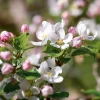 Malus domestica 'Jonagold' - dubbele U-vorm