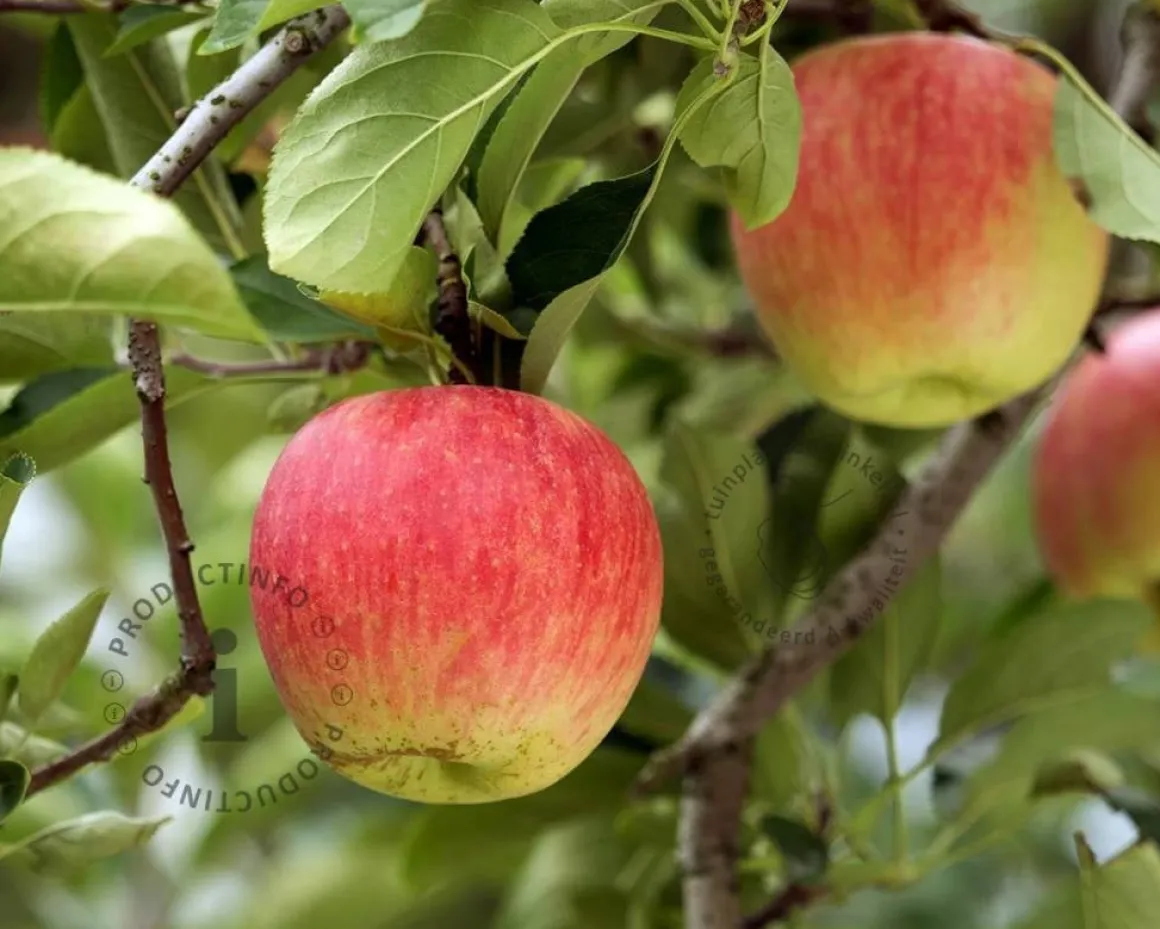 Malus domestica 'Jonagold' - halfstam