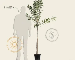 Malus domestica 'Jonagold' - halfstam