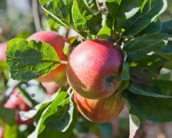 Malus domestica 'Jonagold' - mini