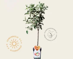Malus domestica 'Jonagold' - mini