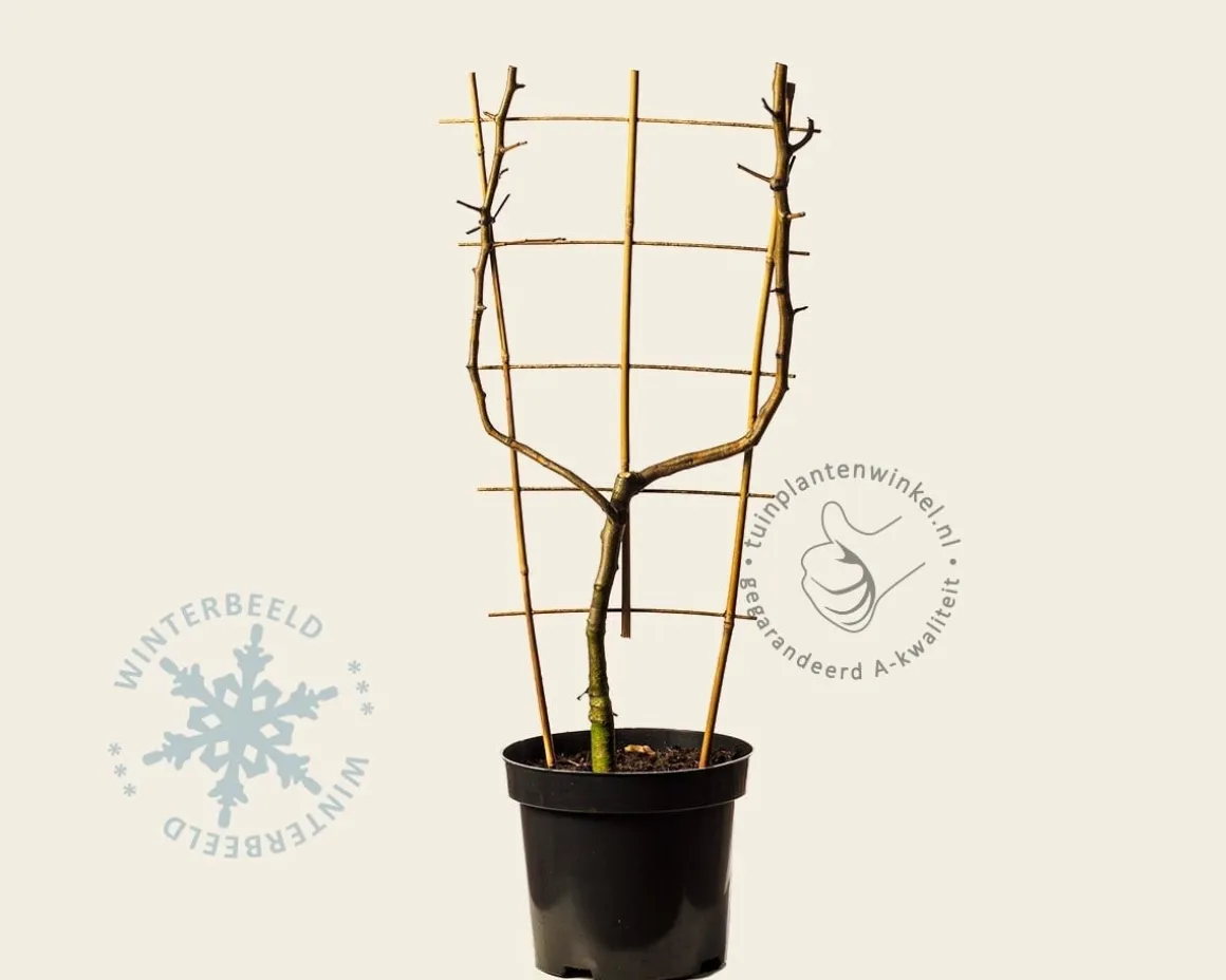 Malus domestica 'Jonagold' - U-vorm