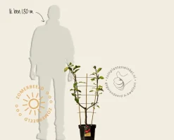 Malus domestica 'Jonagold' - U-vorm