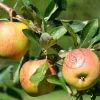 Malus domestica 'Laxton Superb' - halfstam