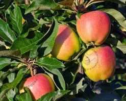 Malus domestica 'Notarisappel' - laagstam