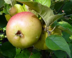 Malus domestica 'Notarisappel' - hoogstam