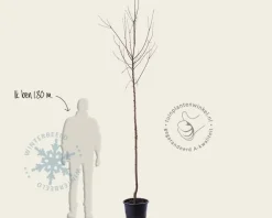 Malus domestica 'Notarisappel' - hoogstam