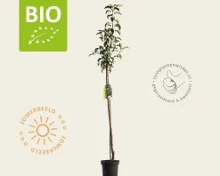Malus domestica 'Pinova' - BIO halfstam