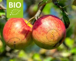 Malus domestica 'Pinova' - BIO halfstam