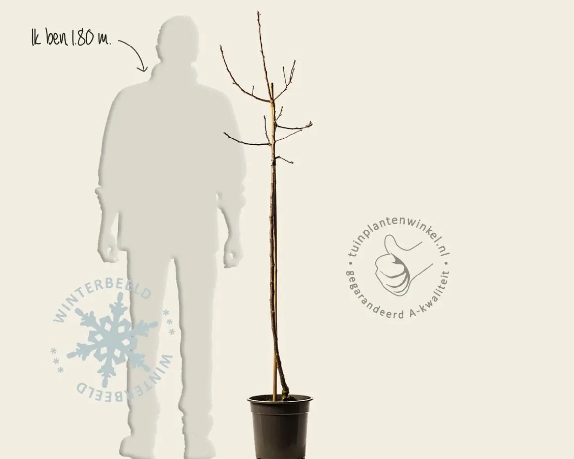 Malus domestica 'Pinova' - halfstam