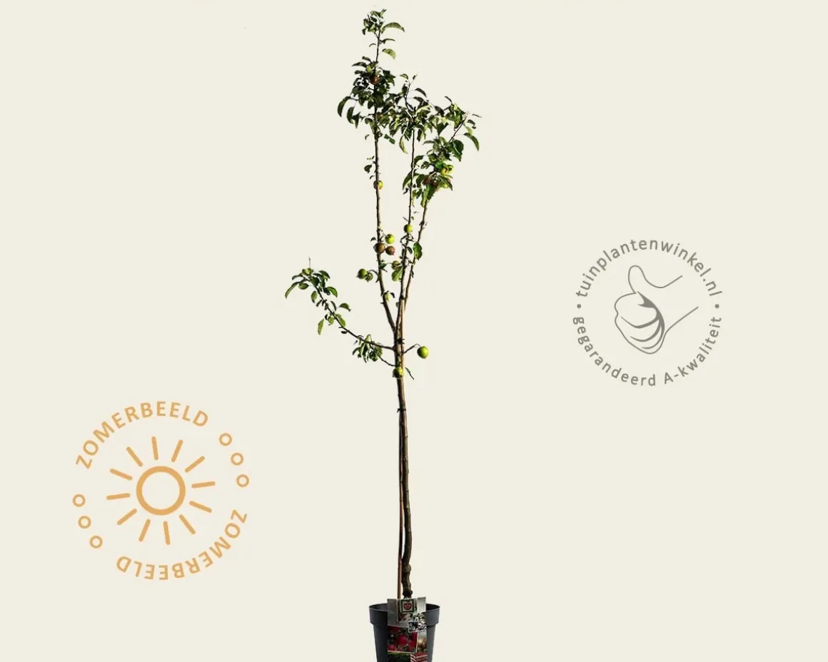 Malus domestica 'Pinova' - halfstam