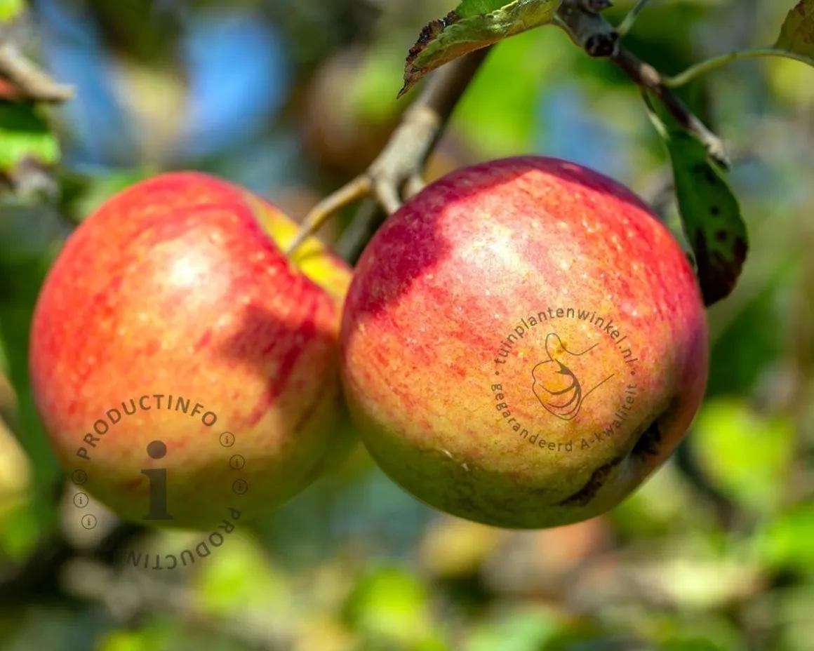 Malus domestica 'Pinova' - halfstam