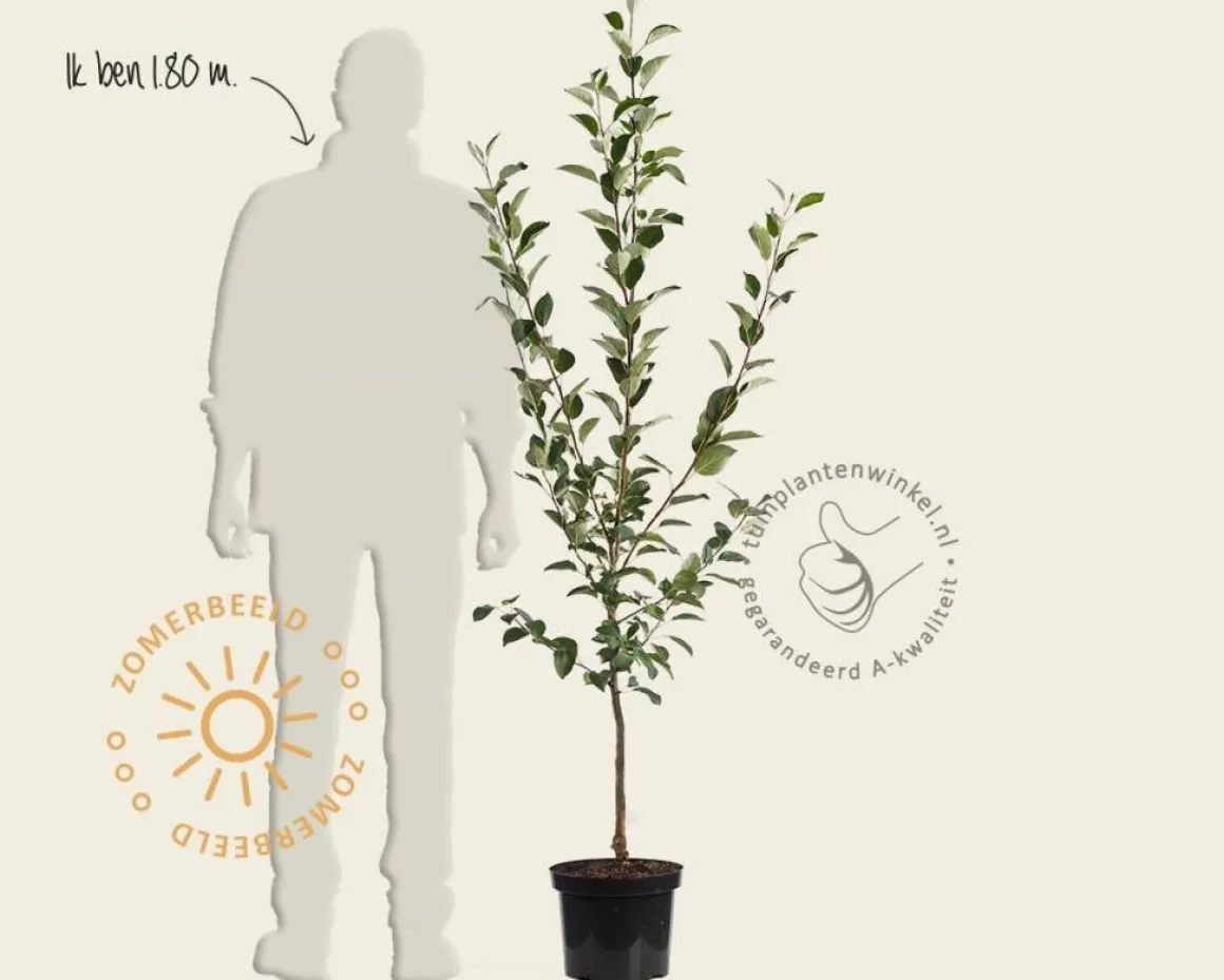 Malus domestica 'Rode Boskoop' - laagstam