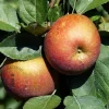 Malus domestica 'Rode Boskoop' - halfstam