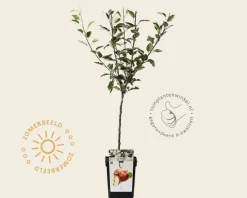 Malus domestica 'Rode Boskoop' - mini