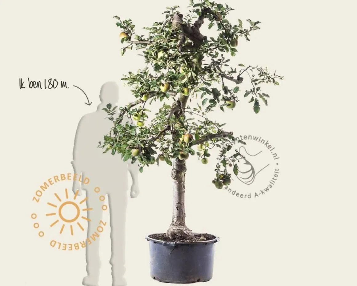 Malus domestica 'Rode Boskoop' - oude laagstam