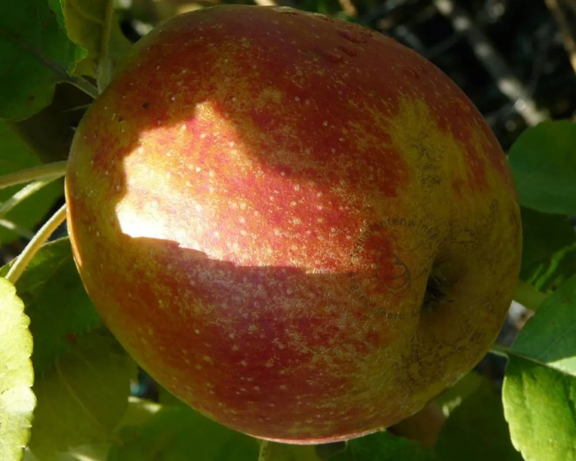 Malus domestica 'Rode Boskoop' - dubbele U-vorm