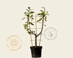 Malus domestica 'Rode Boskoop' - U-vorm