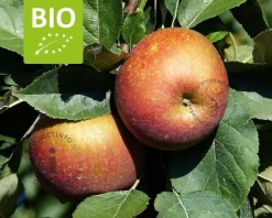 Malus domestica 'Rode Boskoop' - BIO halfstam