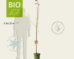 Malus domestica 'Rode Boskoop' - BIO halfstam