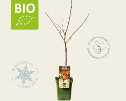 Malus domestica 'Rode Boskoop' - BIO mini