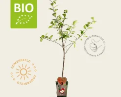 Malus domestica 'Rode Boskoop' - BIO mini