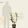 Malus domestica 'Schone van Boskoop' - U-vorm
