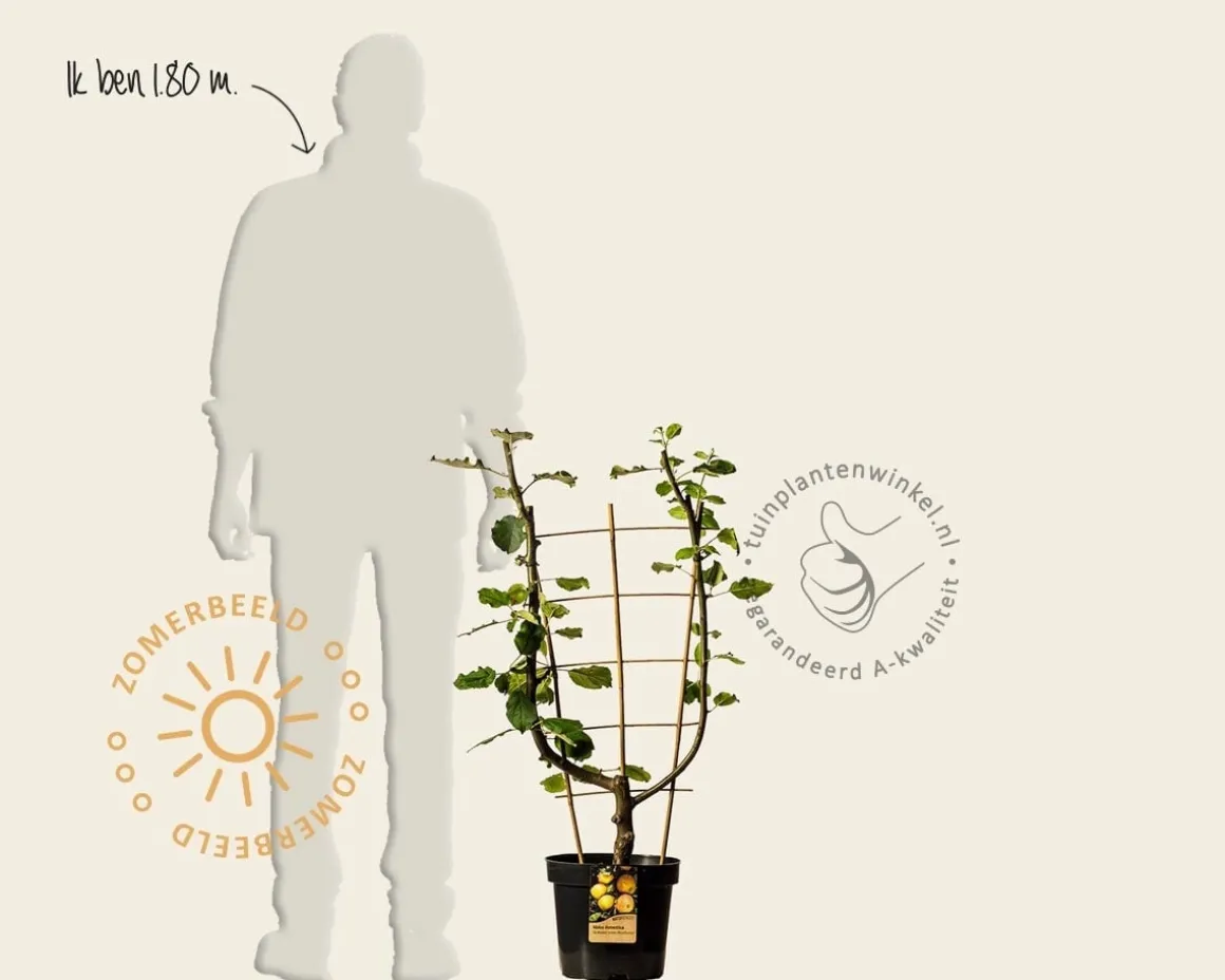 Malus domestica 'Schone van Boskoop' - U-vorm