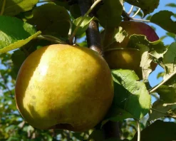Malus domestica 'Schone van Boskoop' - U-vorm