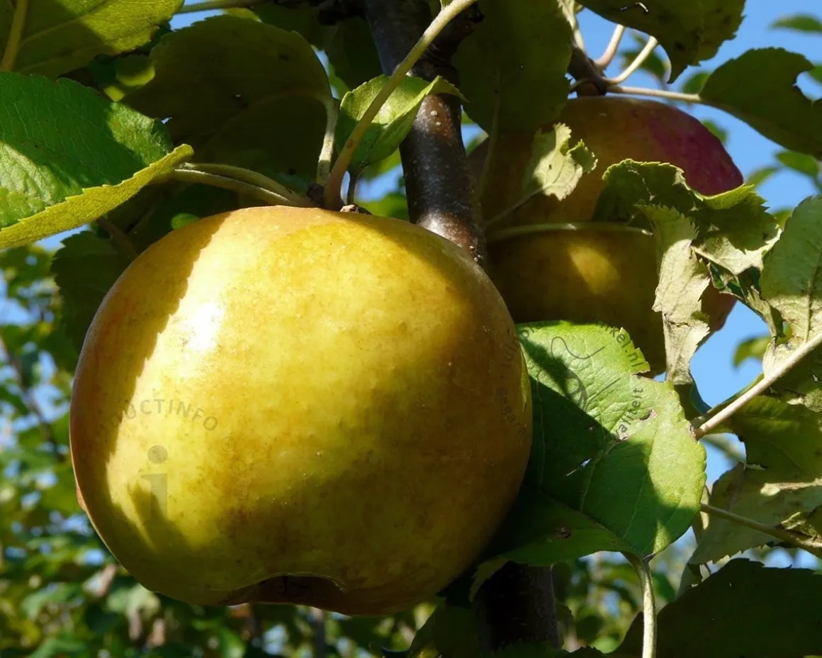Malus domestica 'Schone van Boskoop' - U-vorm