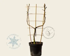 Malus domestica 'Schone van Boskoop' - U-vorm