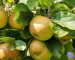 Malus domestica 'Schone van Boskoop' - U-vorm
