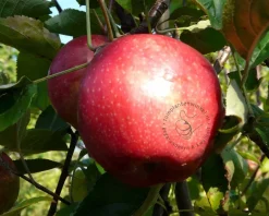 Malus domestica 'Sterappel' - halfstam