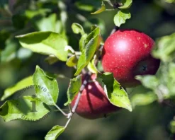Malus domestica 'Sterappel' - laagstam
