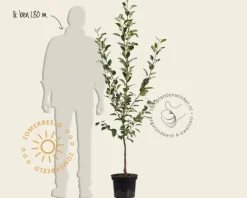 Malus domestica 'Sterappel' - laagstam