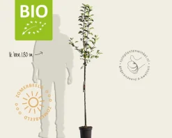 Malus domestica 'Topaz' - BIO halfstam