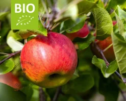Malus domestica 'Topaz' - BIO halfstam