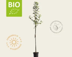 Malus domestica 'Topaz' - BIO halfstam