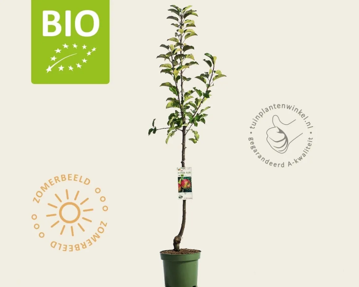 Malus domestica 'Topaz' - BIO laagstam