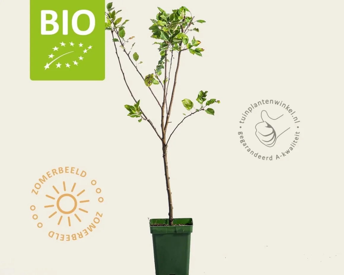 Malus domestica 'Topaz' - BIO mini