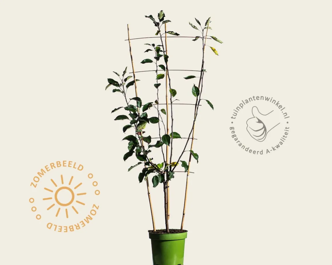 Malus domestica TRIO 'Cox's Orange Pippin', 'Elstar' & 'Golden Pearmain' - in rek