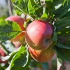 Malus DUO 'Jonagold' & 'Golden Delicious'