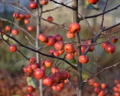 Malus 'Evereste'