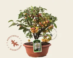 Malus 'Evereste' - bonsai in schaal